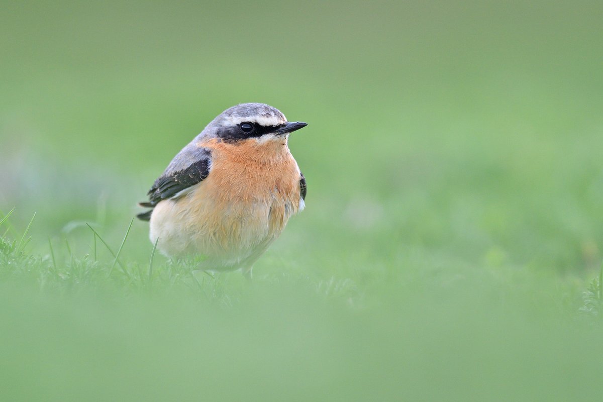 Rob Holmes tweet media