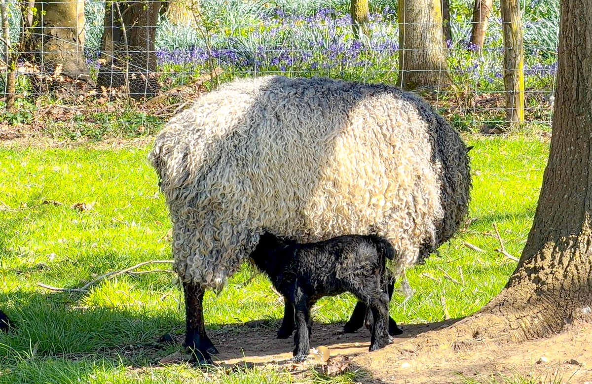 VeronicaJoPo's tweet photo. What a lovely day at @melfordhall in Suffolk. Our first visit and we had a wonderful time. #Bankholiday #MelfordHall #Lambs #Sheep #Easter #easterweekend @nationaltrust https://t.co/VbN9SLrrdA