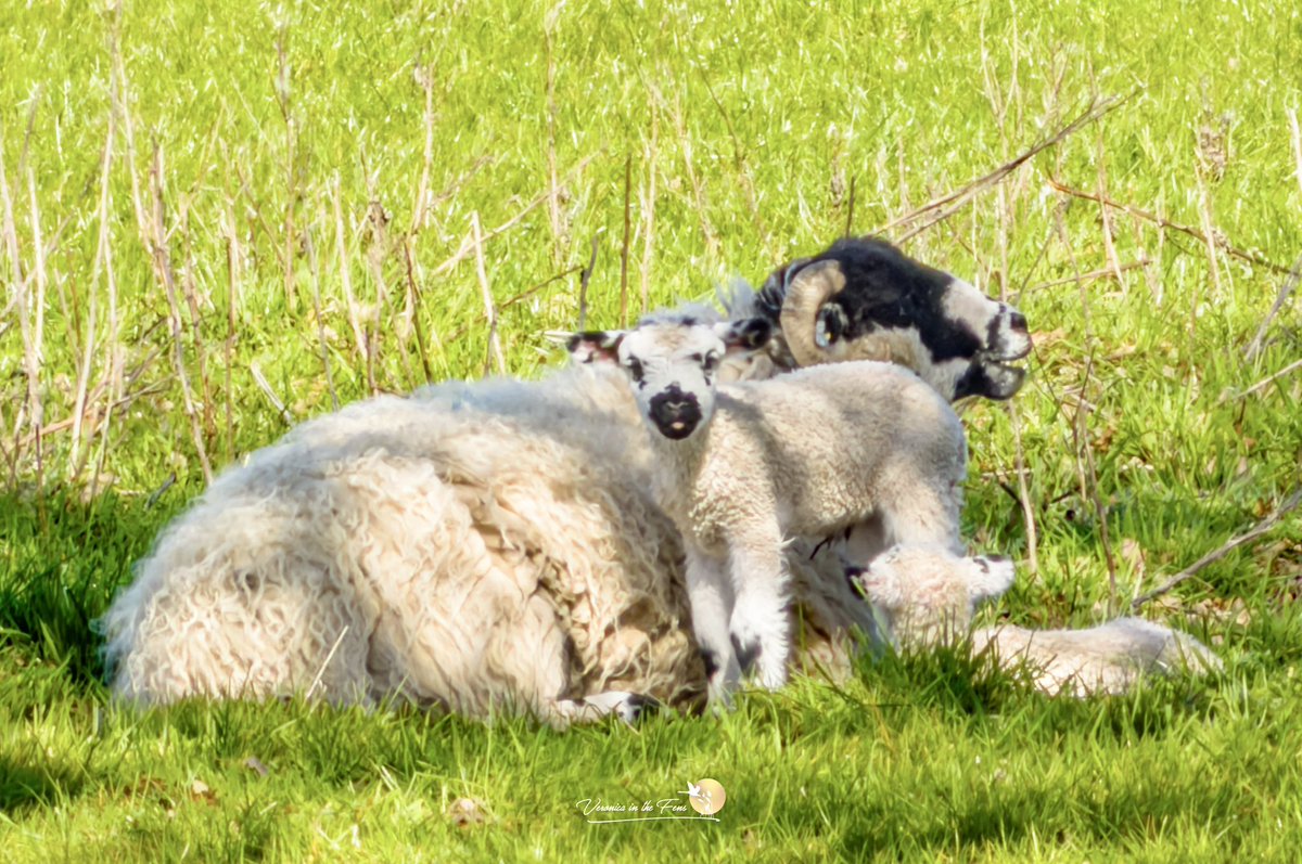 VeronicaJoPo's tweet photo. What a lovely day at @melfordhall in Suffolk. Our first visit and we had a wonderful time. #Bankholiday #MelfordHall #Lambs #Sheep #Easter #easterweekend @nationaltrust https://t.co/VbN9SLrrdA