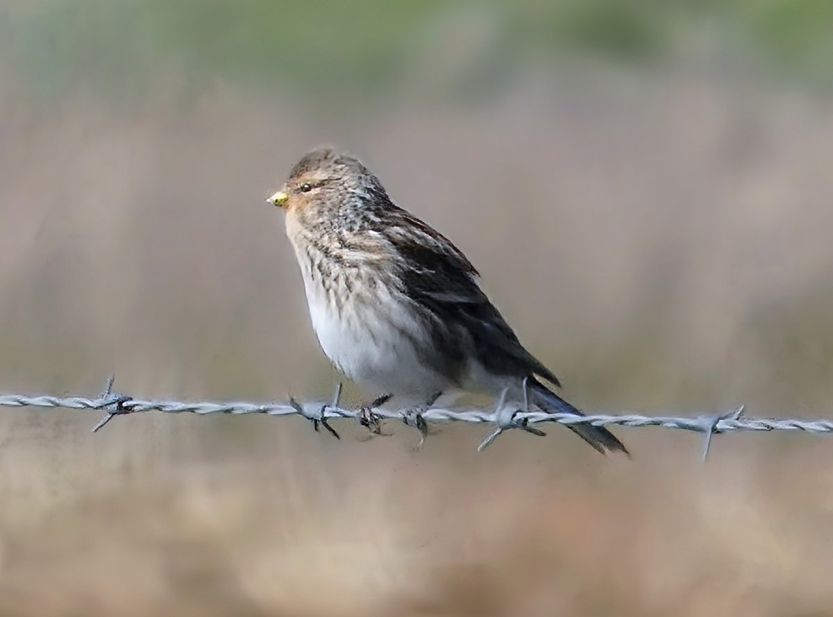 James Reader🏴󠁧󠁢󠁥󠁮󠁧󠁿🐝🎸 tweet media