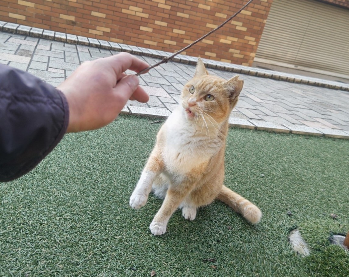 ๆ้ฃใฎ้ด tweet media