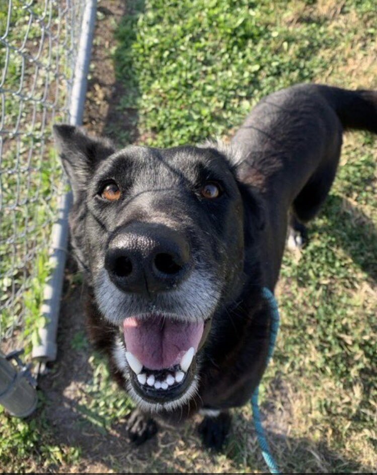 OlwynHope's tweet image. LARRY #A385070 4yo, 5 of my friends were rescued today! I’m told the rescue @FHDRofSETX need more DONATIONS to take me for my care there plz I’m begging you good people to #DONATE whatever you can for this rescue to take me #CorpusChristiTX won’t wait much longer to 💉me 4SPACE🥲