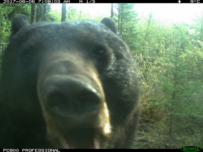 trailcam tweet media
