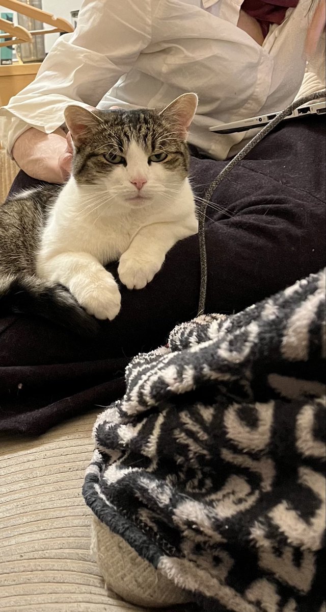 Stíhací Hat von Katzenburg tweet media