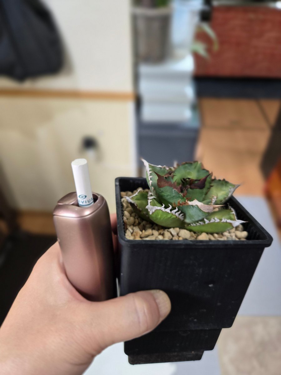 🍅ᴠᤢiᴠᤢi🍅1/11🦋🚬🍺🤘🦊🤘🐼 tweet media