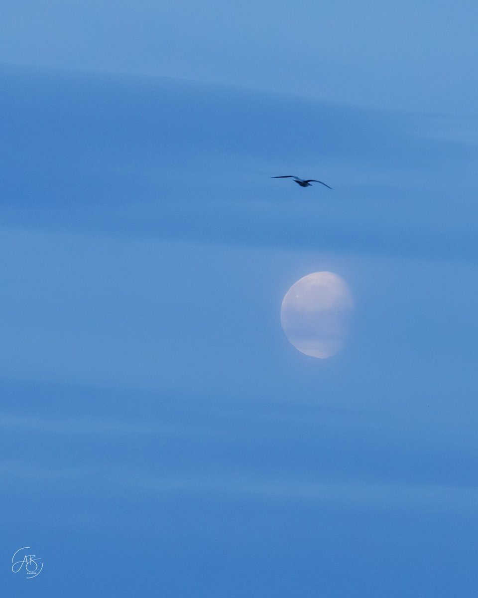 AnnBruen's tweet photo. This morning’s waning gibbous moon as viewed from Skerries, Co. Dublin. 

#waninggibbousmoon #skerries #moonset #skerriesmartellotower https://t.co/7HYF3QZJkW