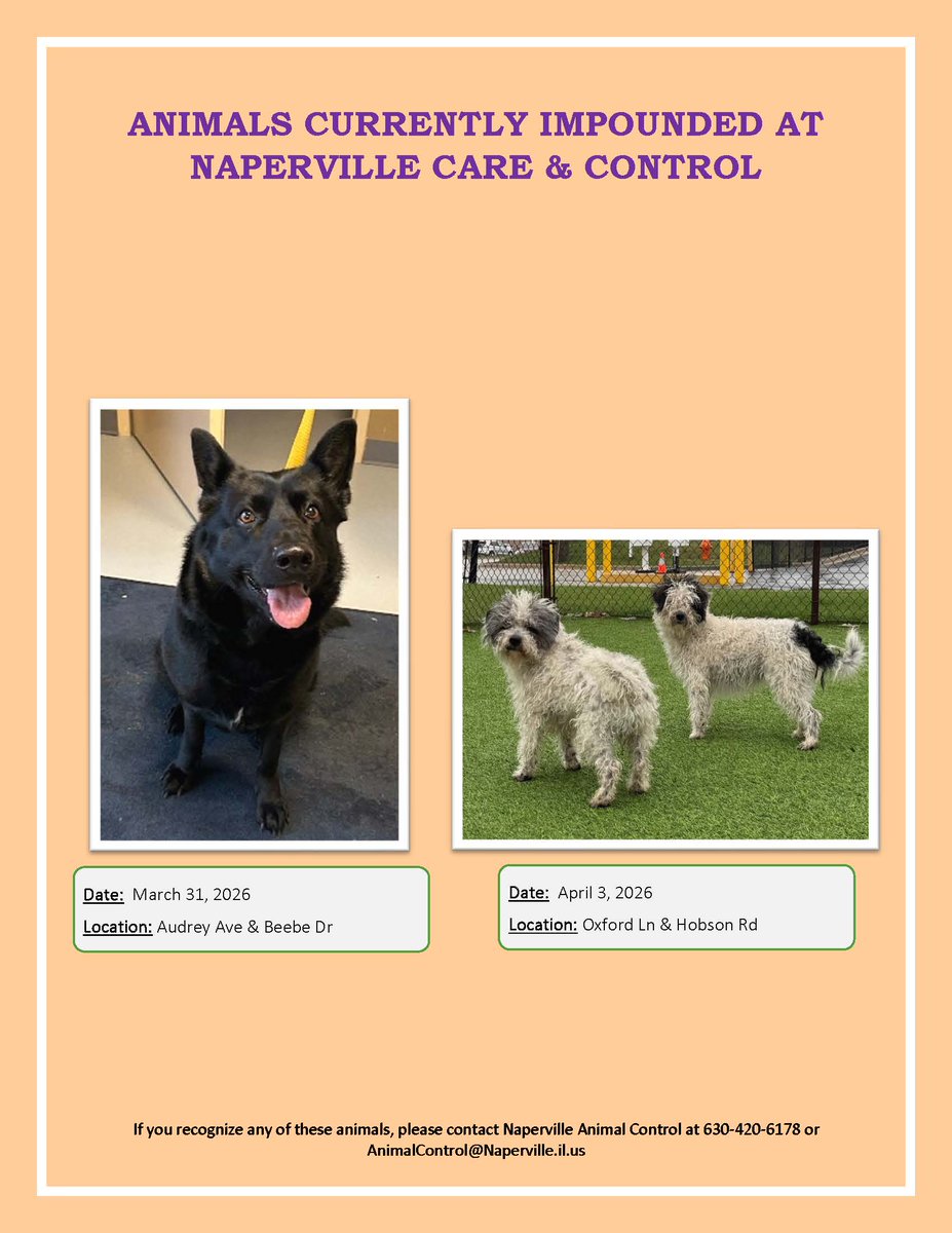 NapervillePD's tweet photo. Please call Animal Control at 630-420-6178 if you know where any of these pets belong. https://t.co/F2P7GqQI6N