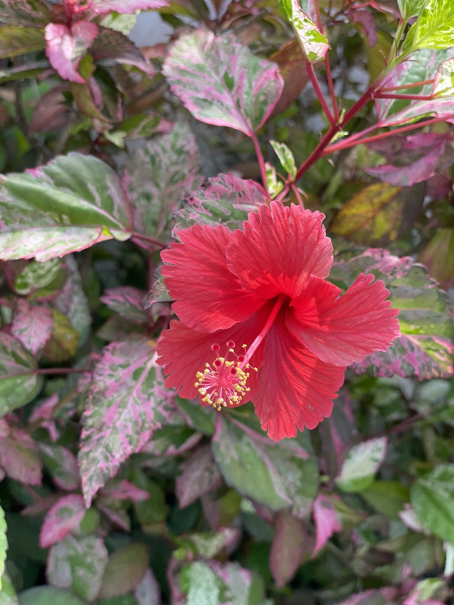 Láte 🍫 tweet media