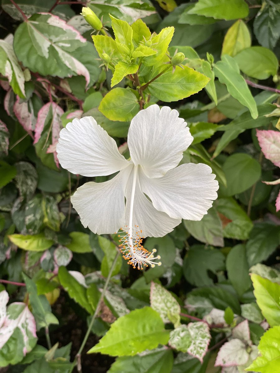 Láte 🍫 tweet media