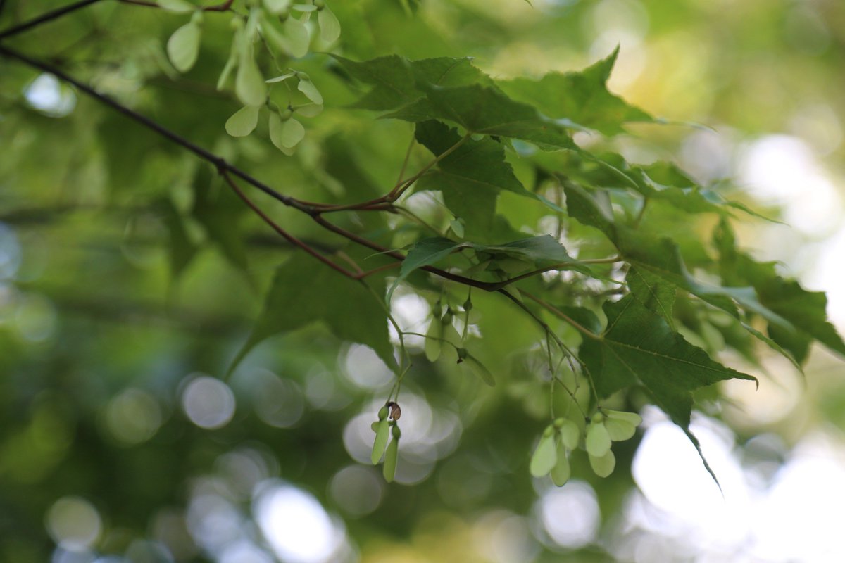 Sonja Spohnholtz tweet media