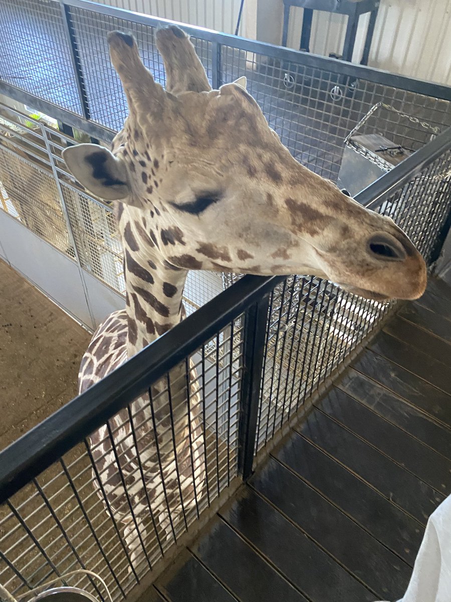 Cody “Cheese Grater” Henderson tweet media