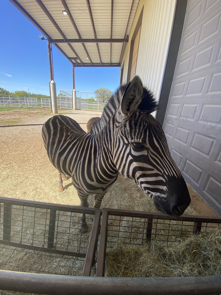 Cody “Cheese Grater” Henderson tweet media