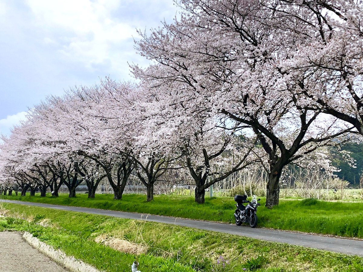 ☆ツバキッキ☆埼玉県の比企郡が好き♡好き♡Vストローム250乗り(・∀・)ニヤニヤ♡ tweet media