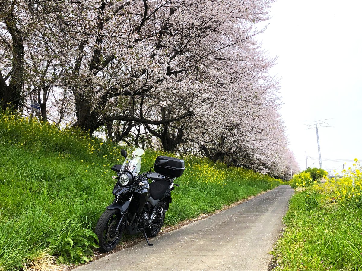 ☆ツバキッキ☆埼玉県の比企郡が好き♡好き♡Vストローム250乗り(・∀・)ニヤニヤ♡ tweet media