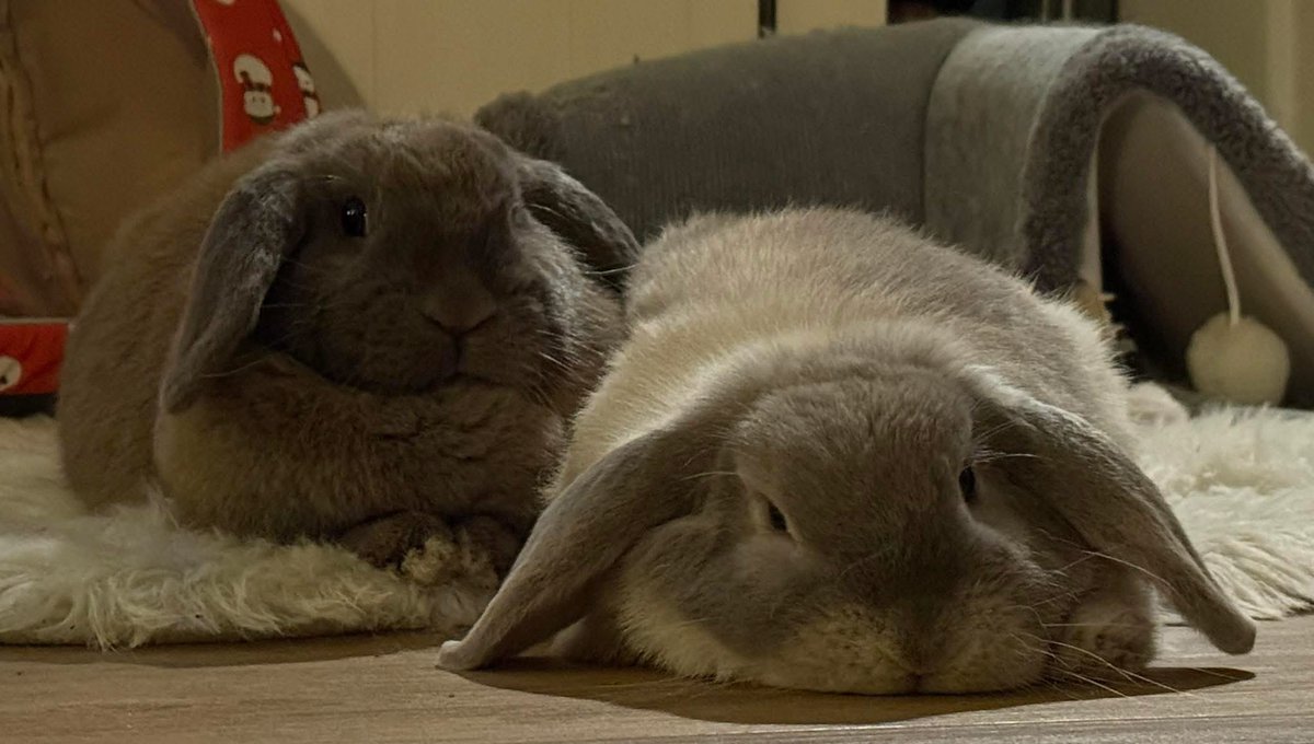 hilda v stuivenberg tweet media