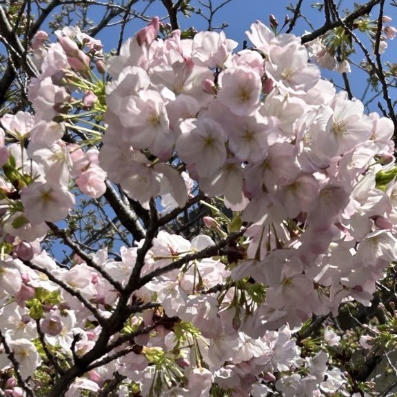 らっきーパンチ tweet media