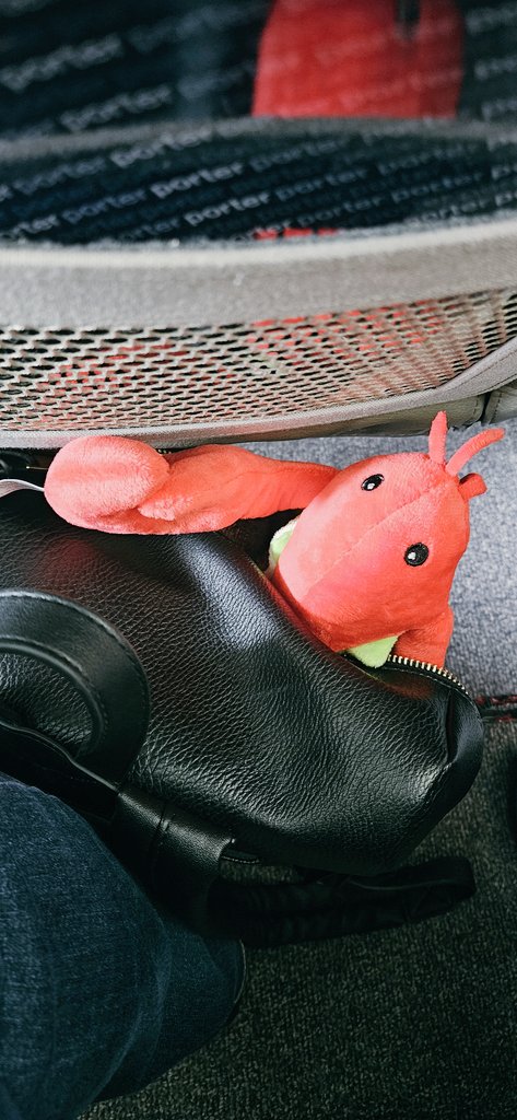 CanadianBlackBear🇨🇦 (CanadianPenny🌈) tweet media