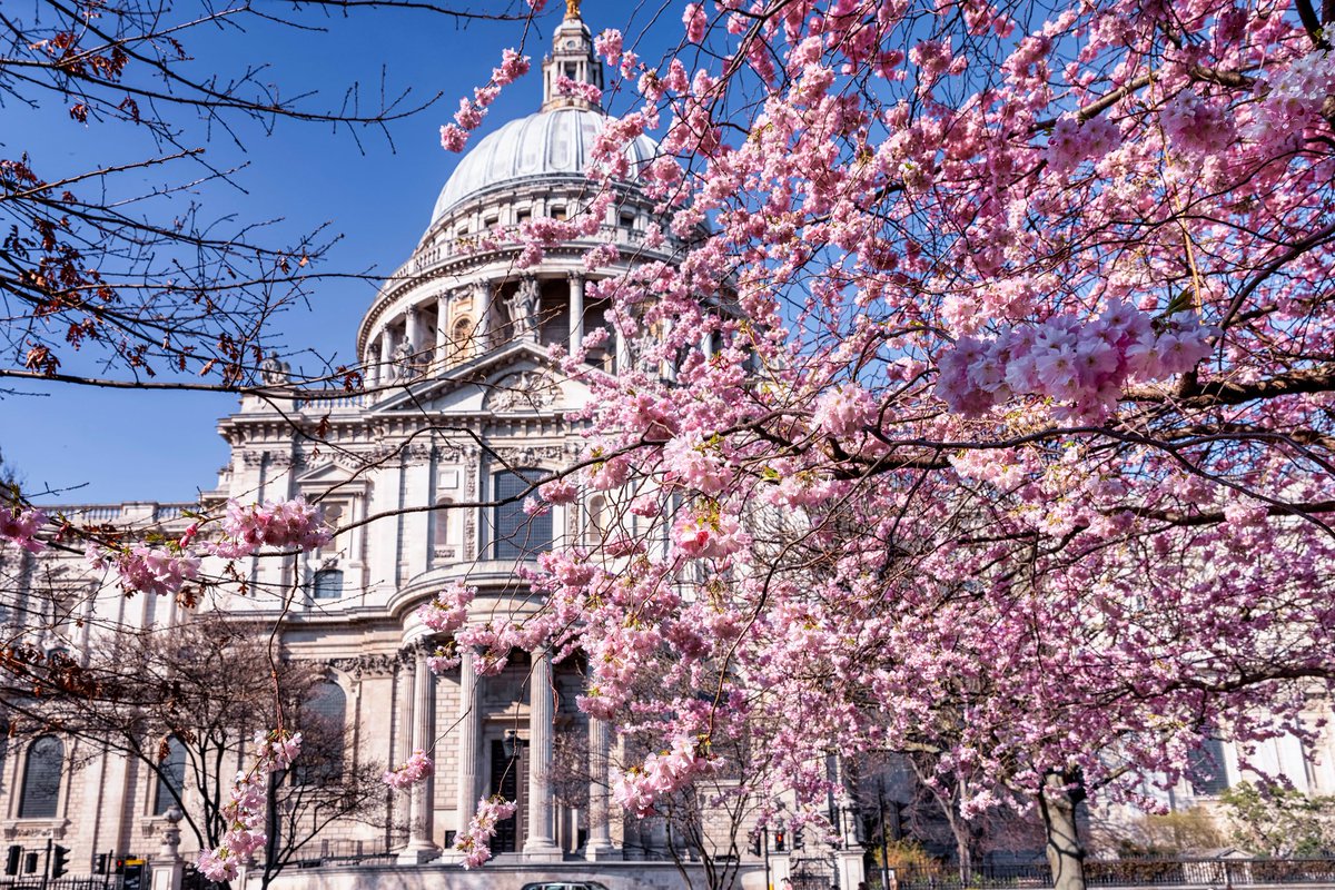 9hertfordstreet's tweet photo. With a beautiful forecast ahead, London is looking its absolute best as spring blossoms burst into bloom. Consider this your sign to book a stay at 9 Hertford Street - you won’t regret it. 🌸
📸 © Sven Hansche/Shutterstock.com
#springbreak #springvacation #citybreak https://t.co/ysKHCsCM7k
