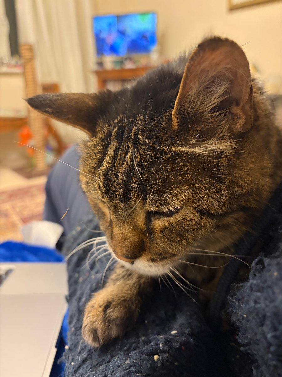 Bencat90866404's tweet image. Mam's watching tv but I'm just content to snooze until she agrees it's time for supper. Goodnight friends, sleep well 💤💤
🐾paw-waves🐾 purrs😽 &amp;amp; hug🤗 for mews💕
#CatsOnX #BeKindAlways #KindnessMatters❤️