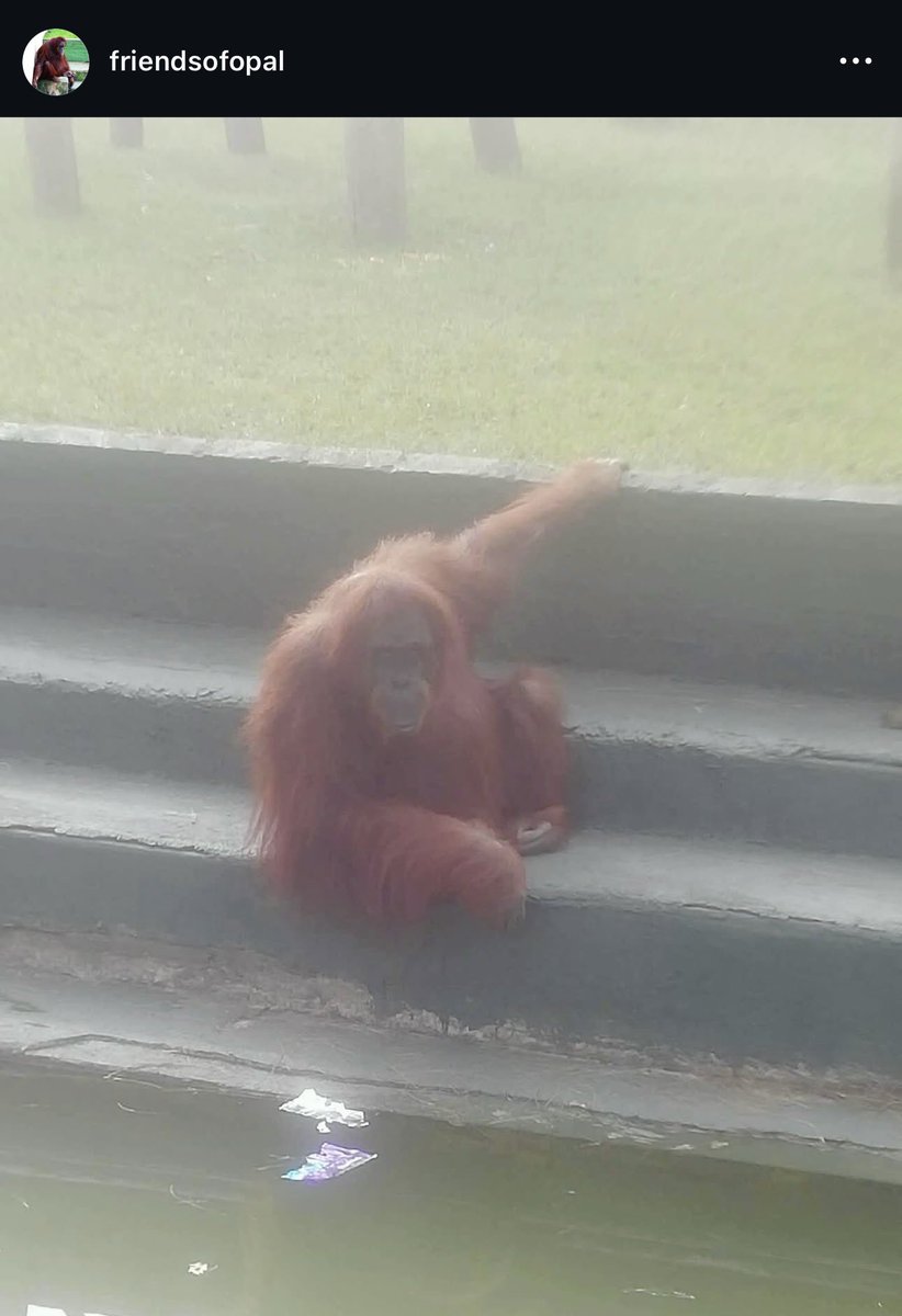 Apetimus Primate tweet media