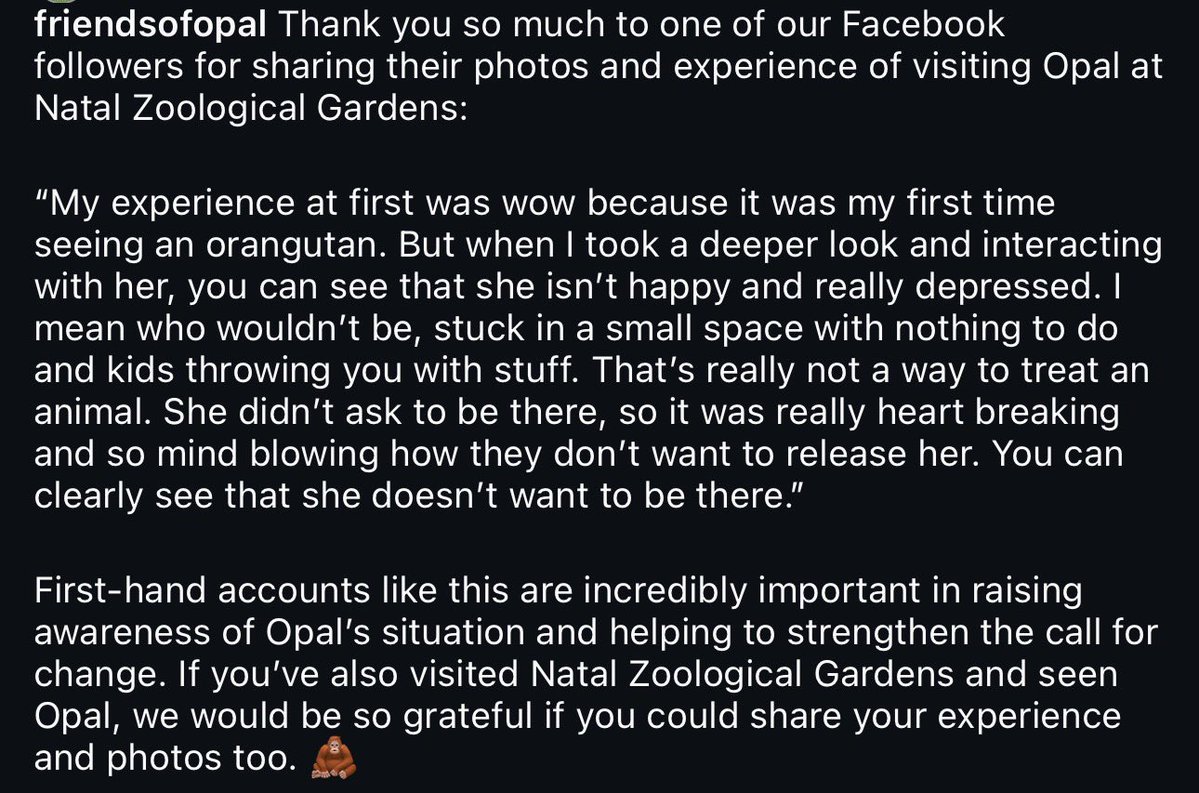 Apetimus Primate tweet media