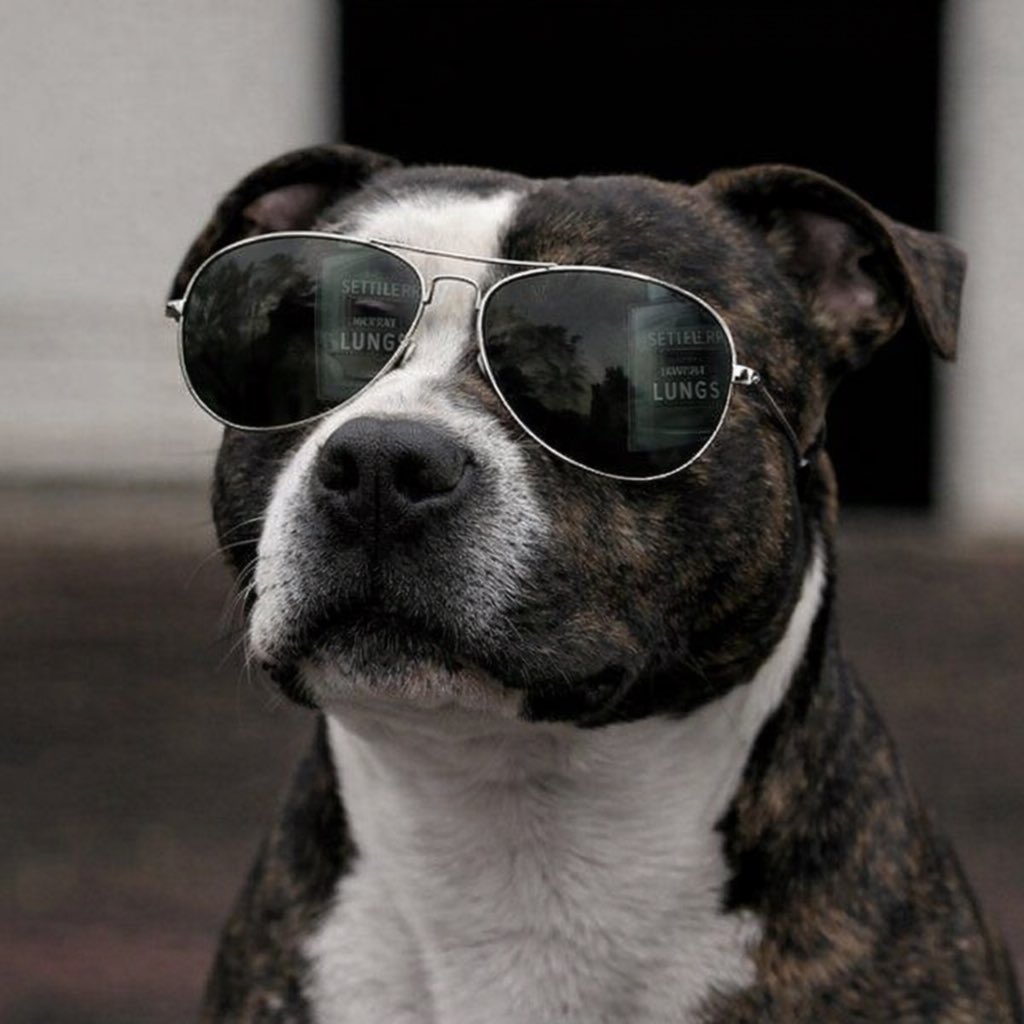 Ready for the pack 

Was a puppy but now a $DOG member