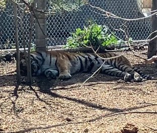 POET/VIGILO | #1 CAL KISSER tweet media