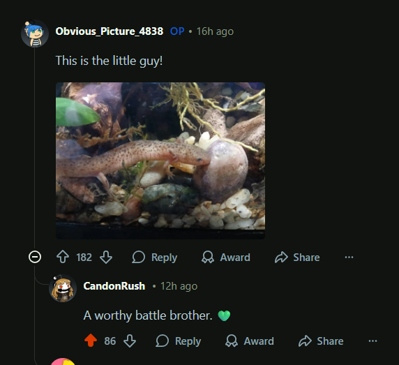 an imitation pigeon tweet media