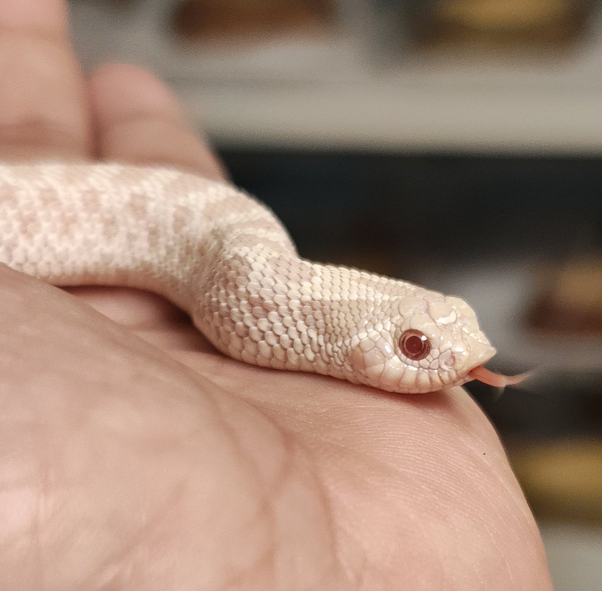 ネコ軍曹R© tweet media