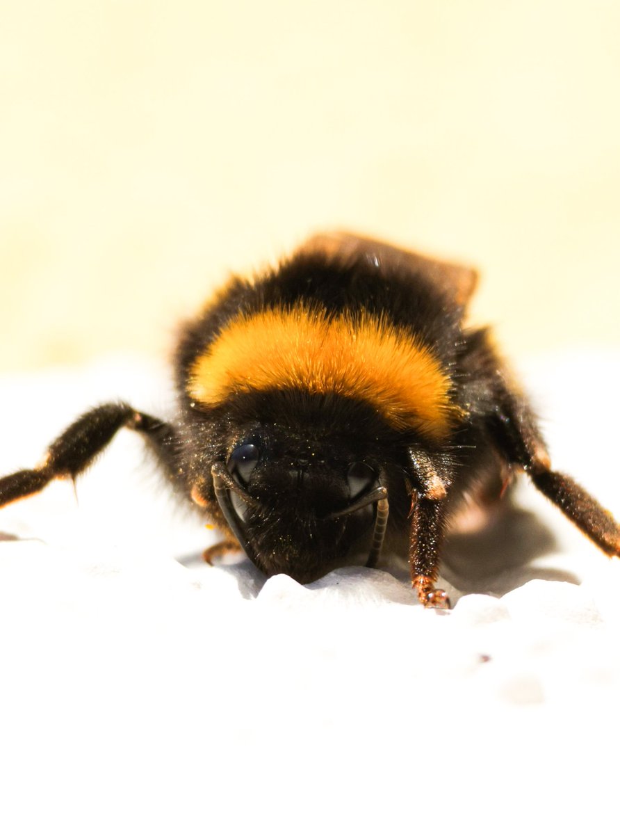 Mᡣ𐭩₊˚.⋆⁺₊ tweet media