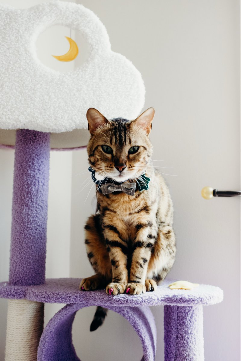 Gina Darling tweet media