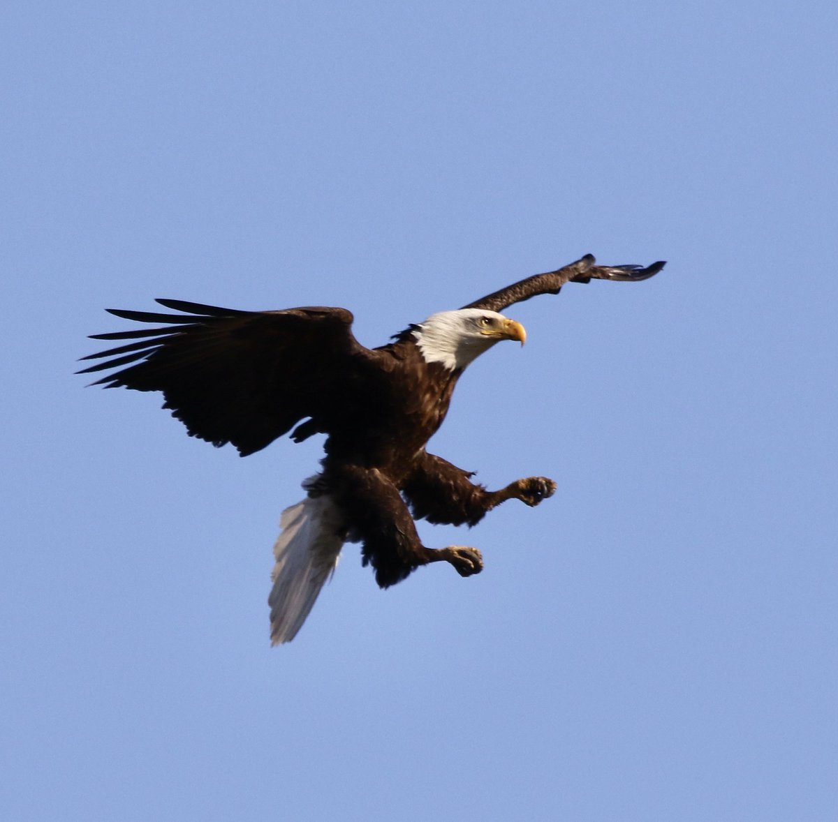 TodaysBaldEagle's tweet image. Bald eagle.
(Photo courtesy of Amy Jones)
#birds #eagles #NaturePhotography #wildlife #nature
