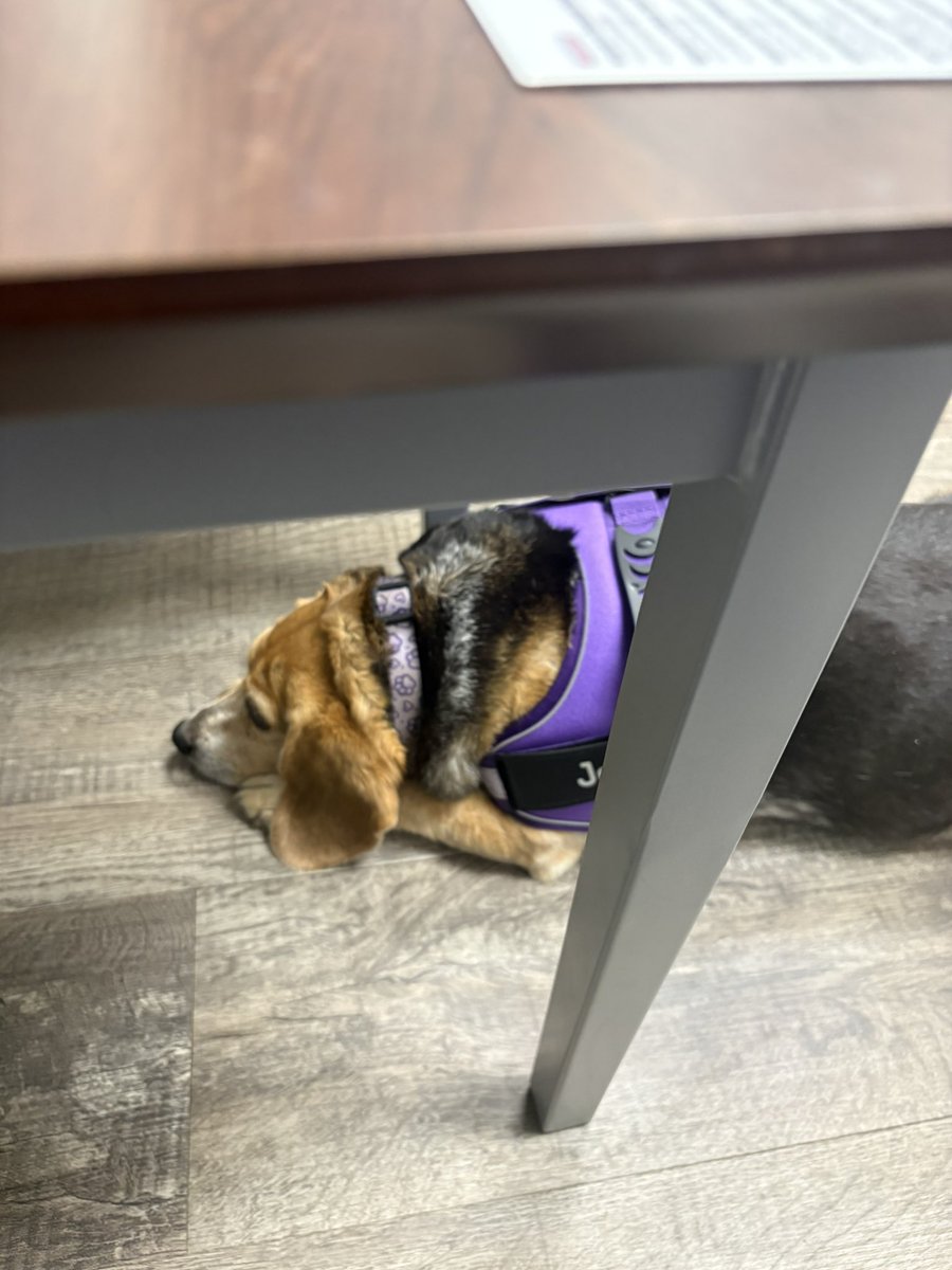 Josie’s New Adventure (feat. Mom) tweet media