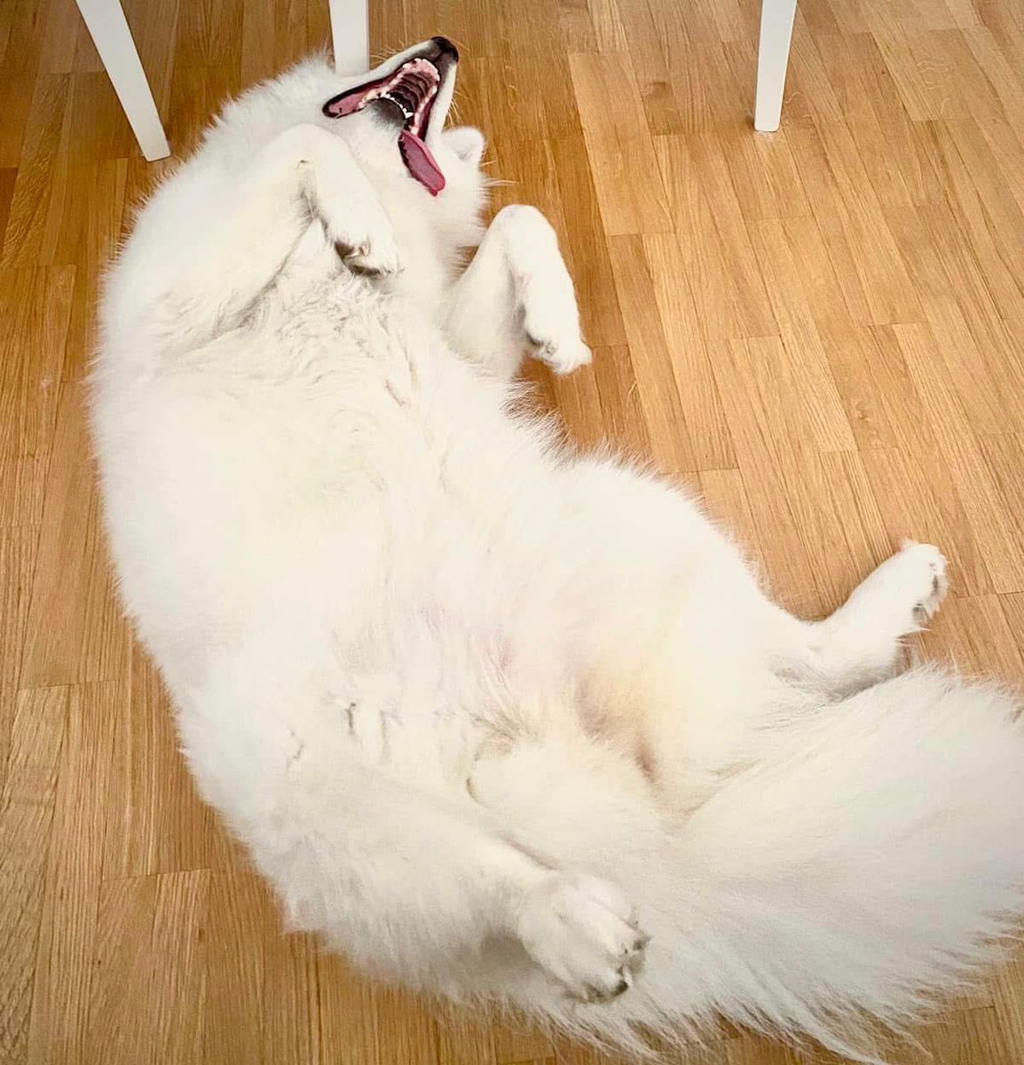 MassiveHammer 🫧𝕏 tweet media