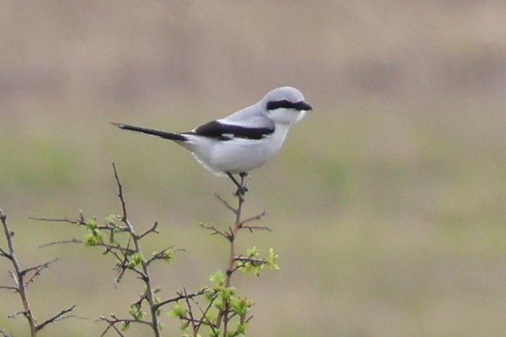 Catbuck8's tweet photo. Very lucky to get such close views of the Great Grey Shrike at Old Hunstanton golf course over the weekend! Gorgeous bird. @Natures_Voice @holmebirdobs @NorfolkWT https://t.co/8YjrskuSD7