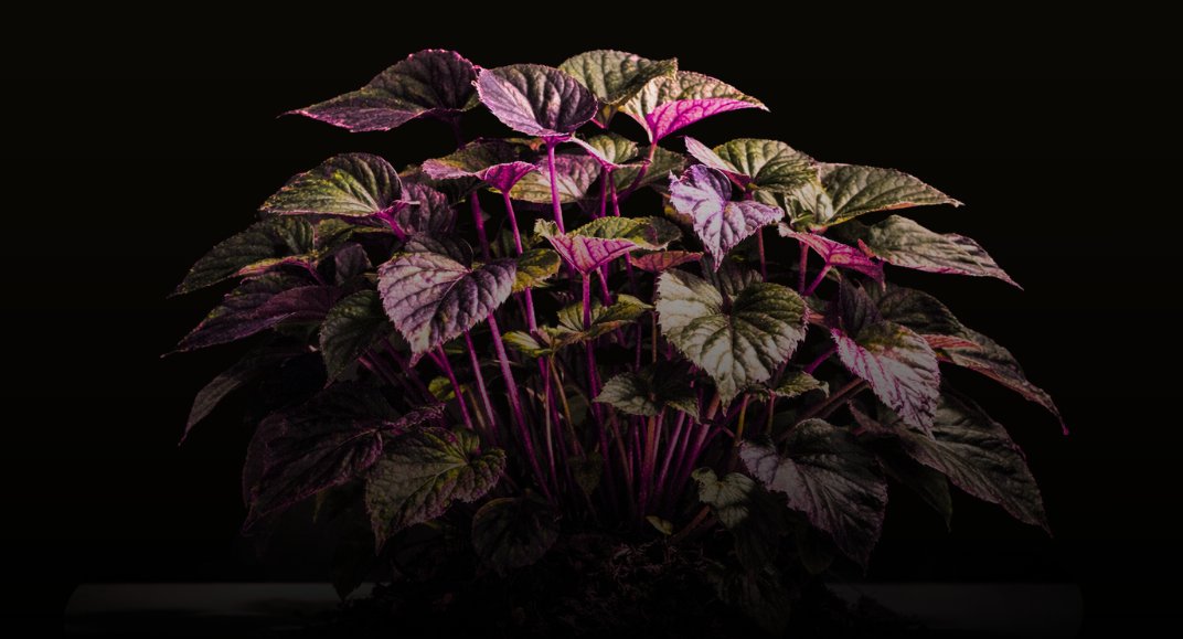 MovingImageNYC's tweet photo. APR 12: We've partnered with @ceresfilmfest for a special screening of food-focused short films, followed by a conversation with Michael Robinov (@FarmToPeople) and Qiana Mickie (Executive Director of the @NYCMayorsOffice of Urban Agriculture).

FREE RSVP: https://t.co/9hp0k1pBpp https://t.co/Hra2PIOkc5