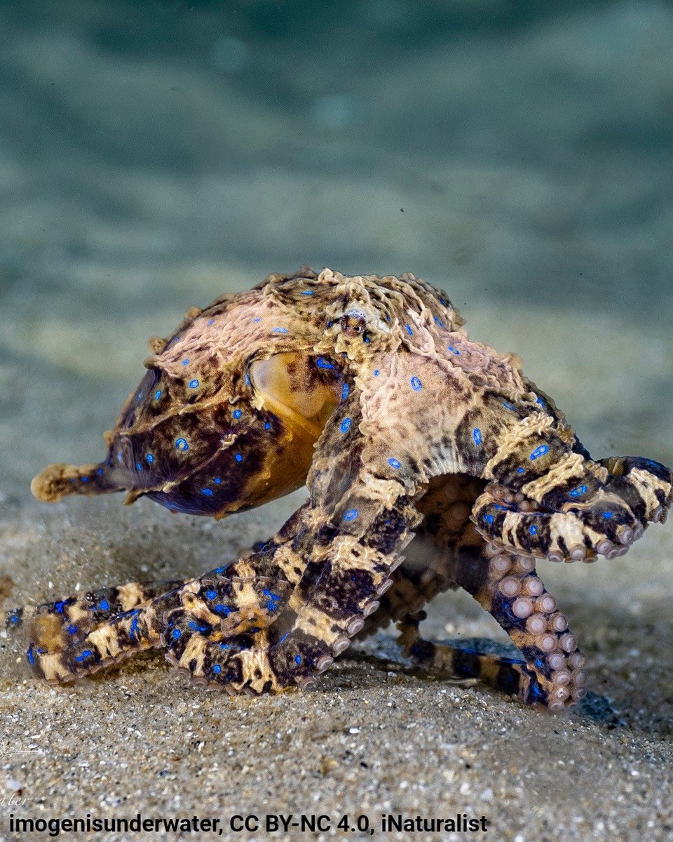 American Museum of Natural History tweet media