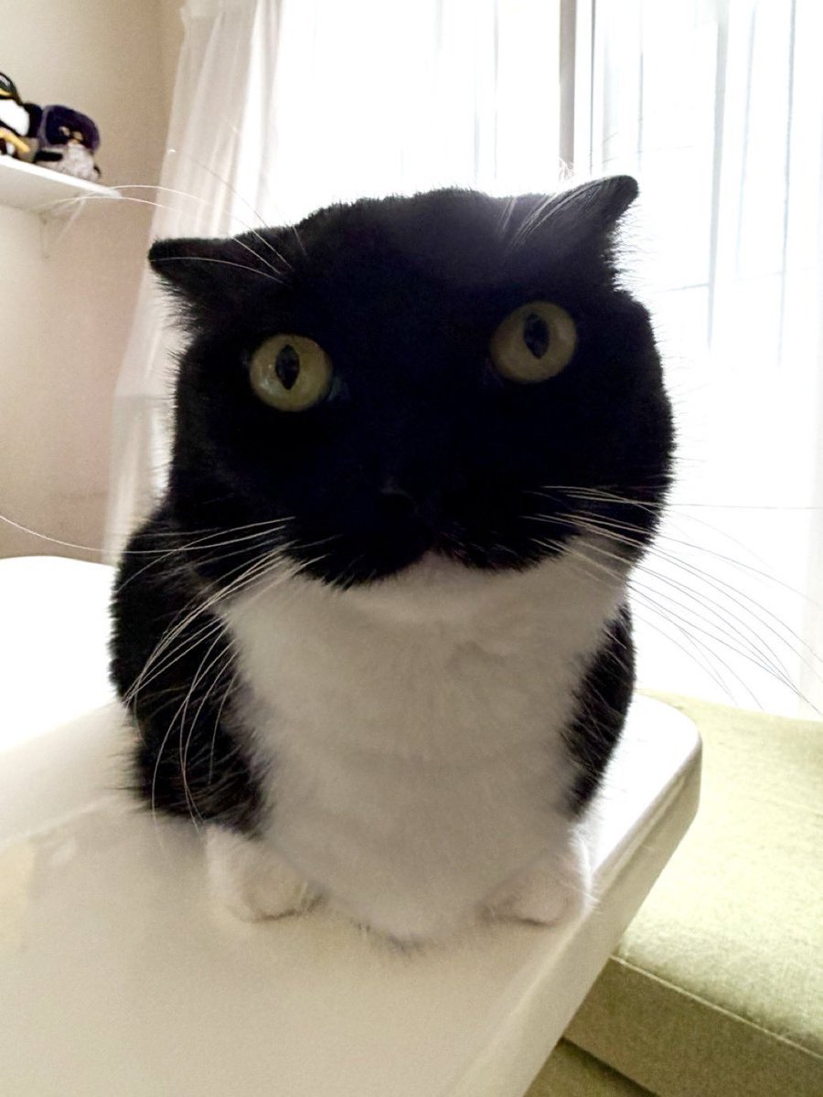 The Zekhie  🏳️‍🌈🏳️‍⚧️ (cumplo el 22) tweet media