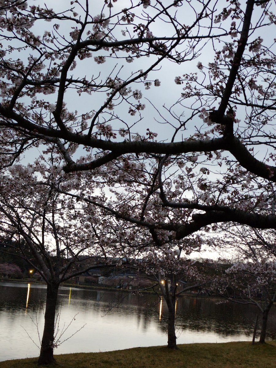 arama soukai tweet media