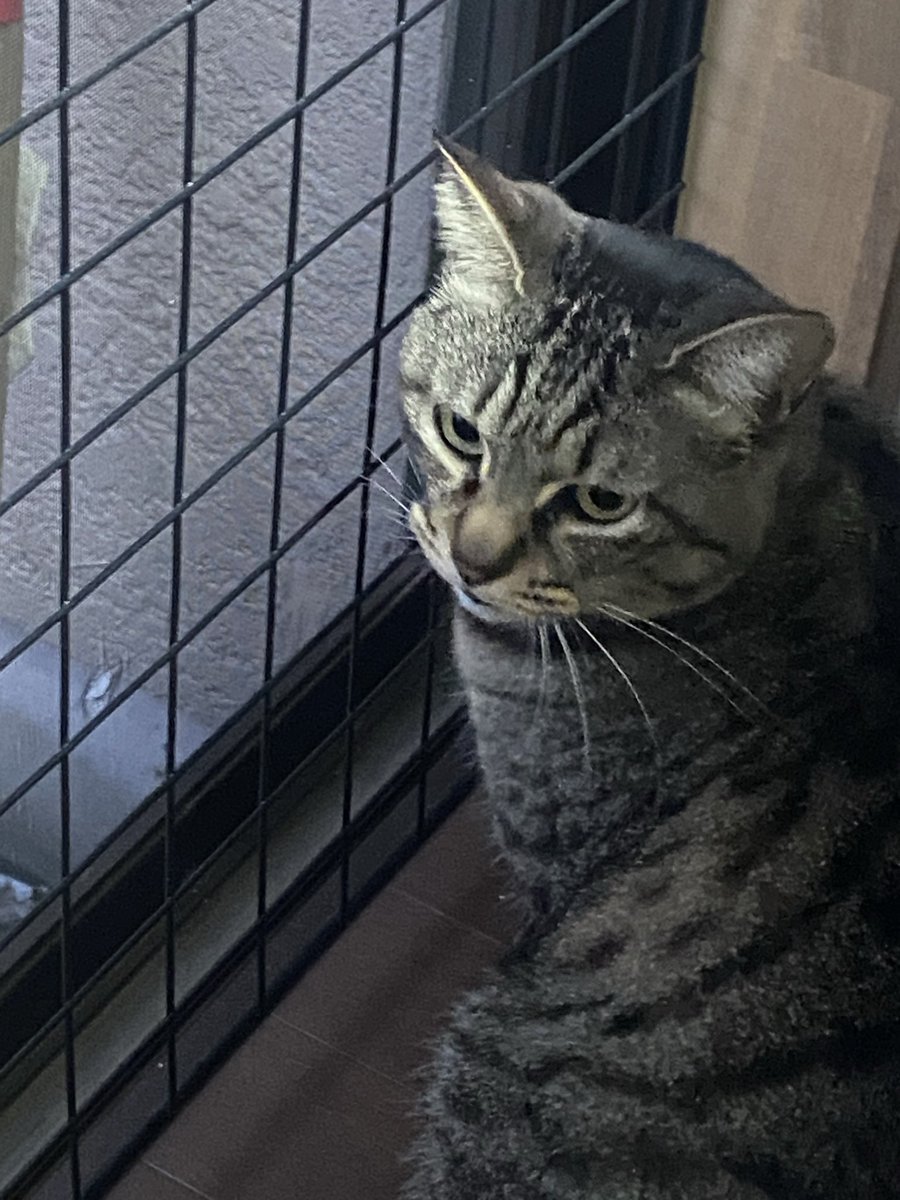 おはようございます。
開けてもらえると理解すると、しつこくなりますね。根負けして、そして、目が痒い。

#銀ちゃん
#保護猫
#キジトラ
#鍵尻尾
#猫好きさんと繋がりたい