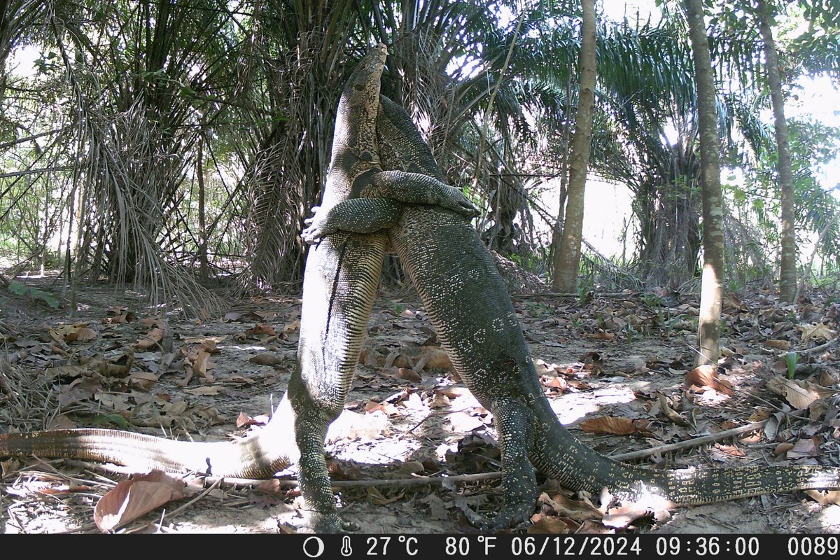 trailcam tweet media