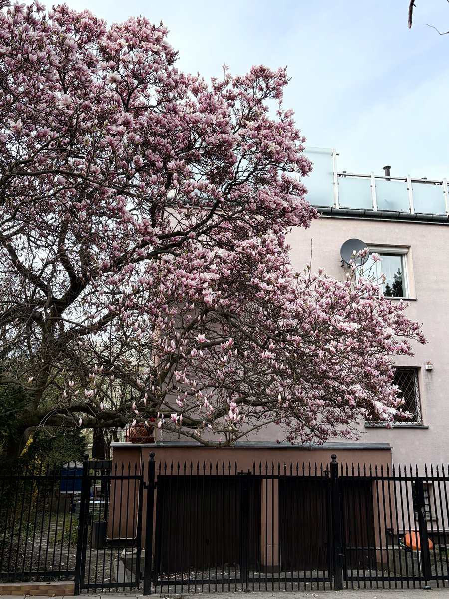 bully maguire tweet media