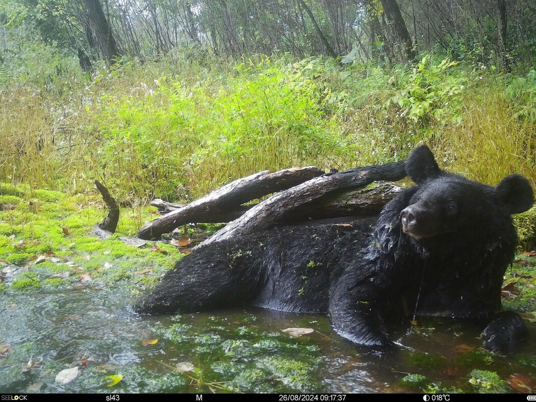 trailcam tweet media