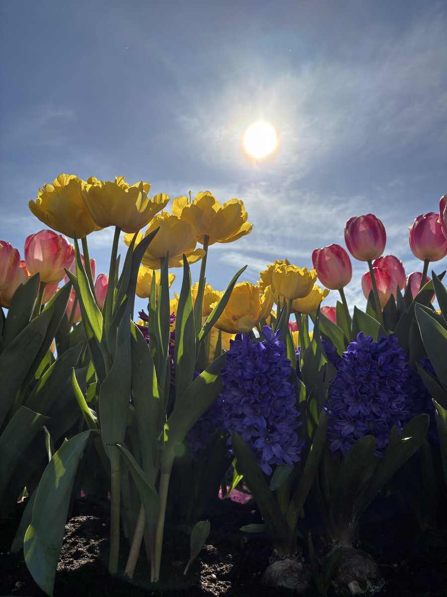 scrapbookmum_'s tweet photo. 🌷 https://t.co/HjVr7JOCB5