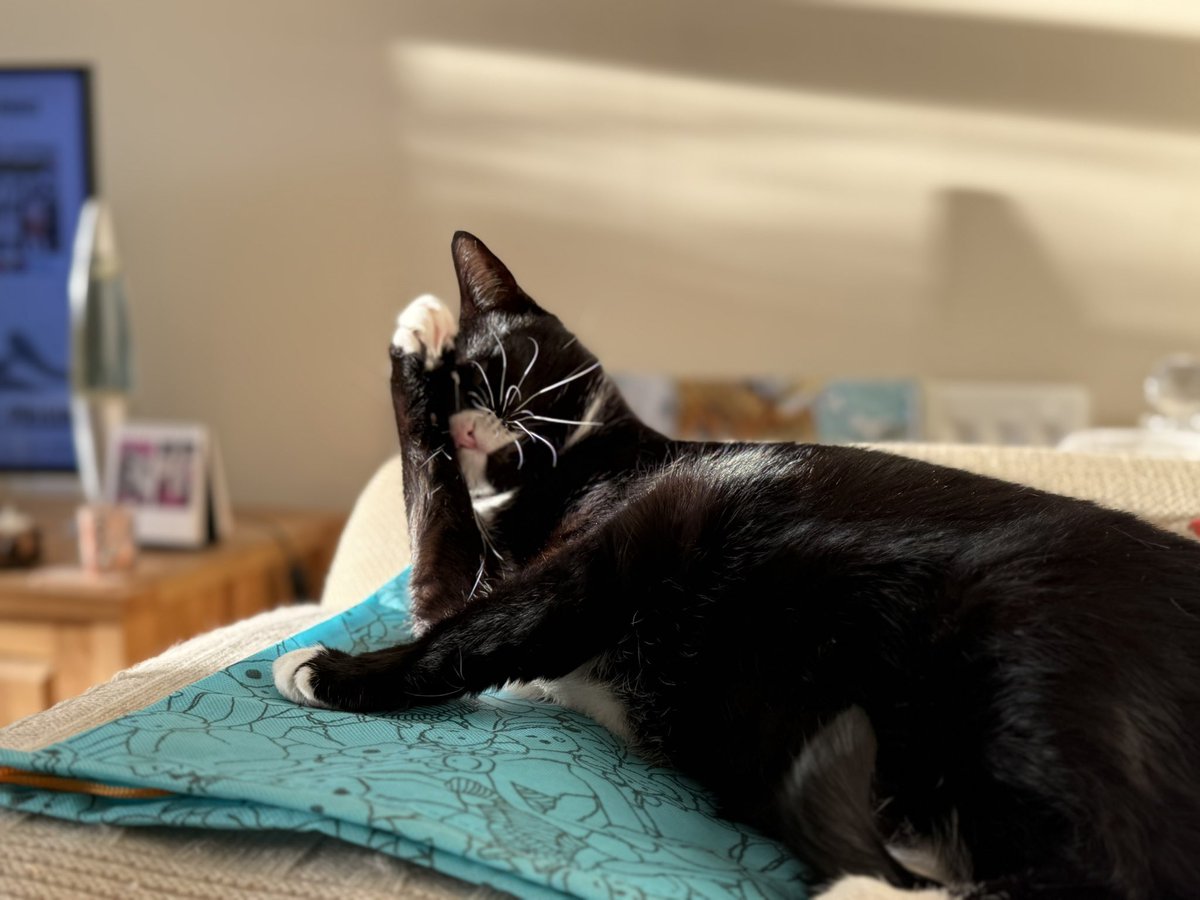 Phoebe, Selene and Mr Binx tweet media