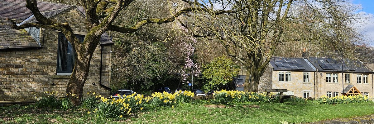 barbmilne's tweet image. Daffodils &amp;amp; magnolia #Slaithwaite #WestYorkshire @gardenshour #GardensHour