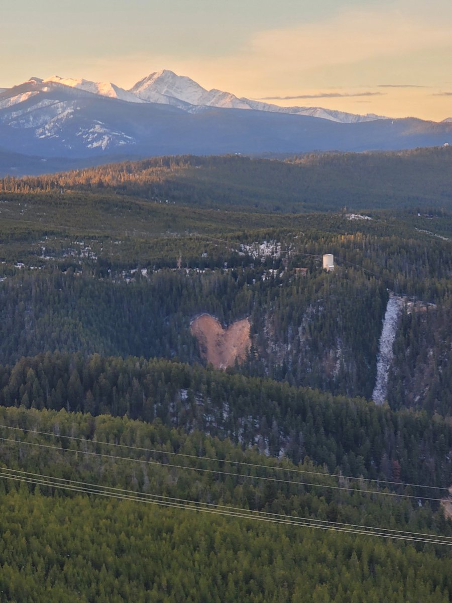 Red Panda in the Woods tweet media