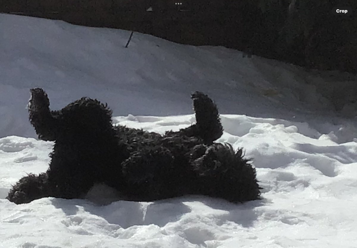 Life on the Prairies with Blue🌻🌻🌻 tweet media