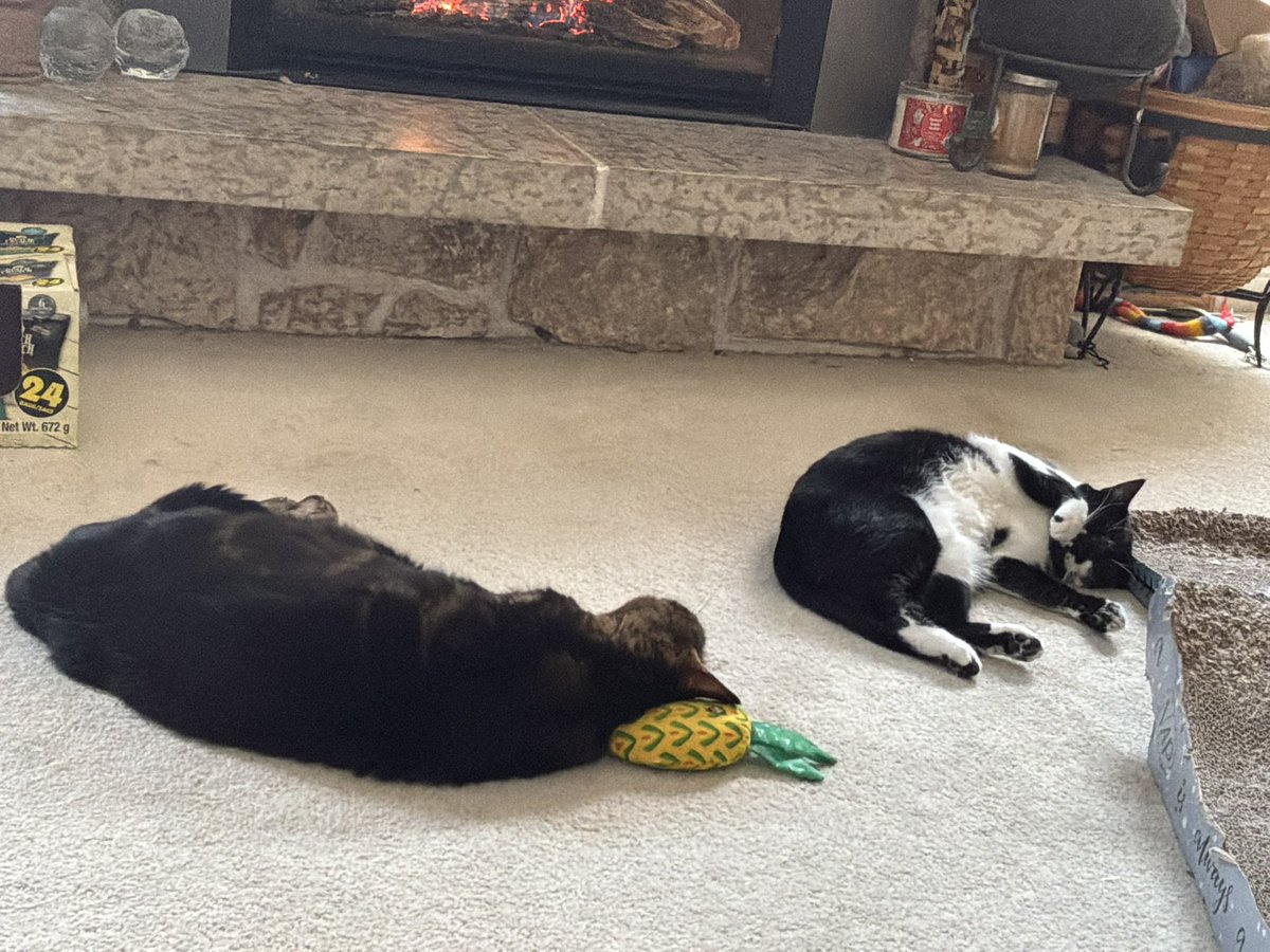 Life on the Prairies with Blue🌻🌻🌻 tweet media