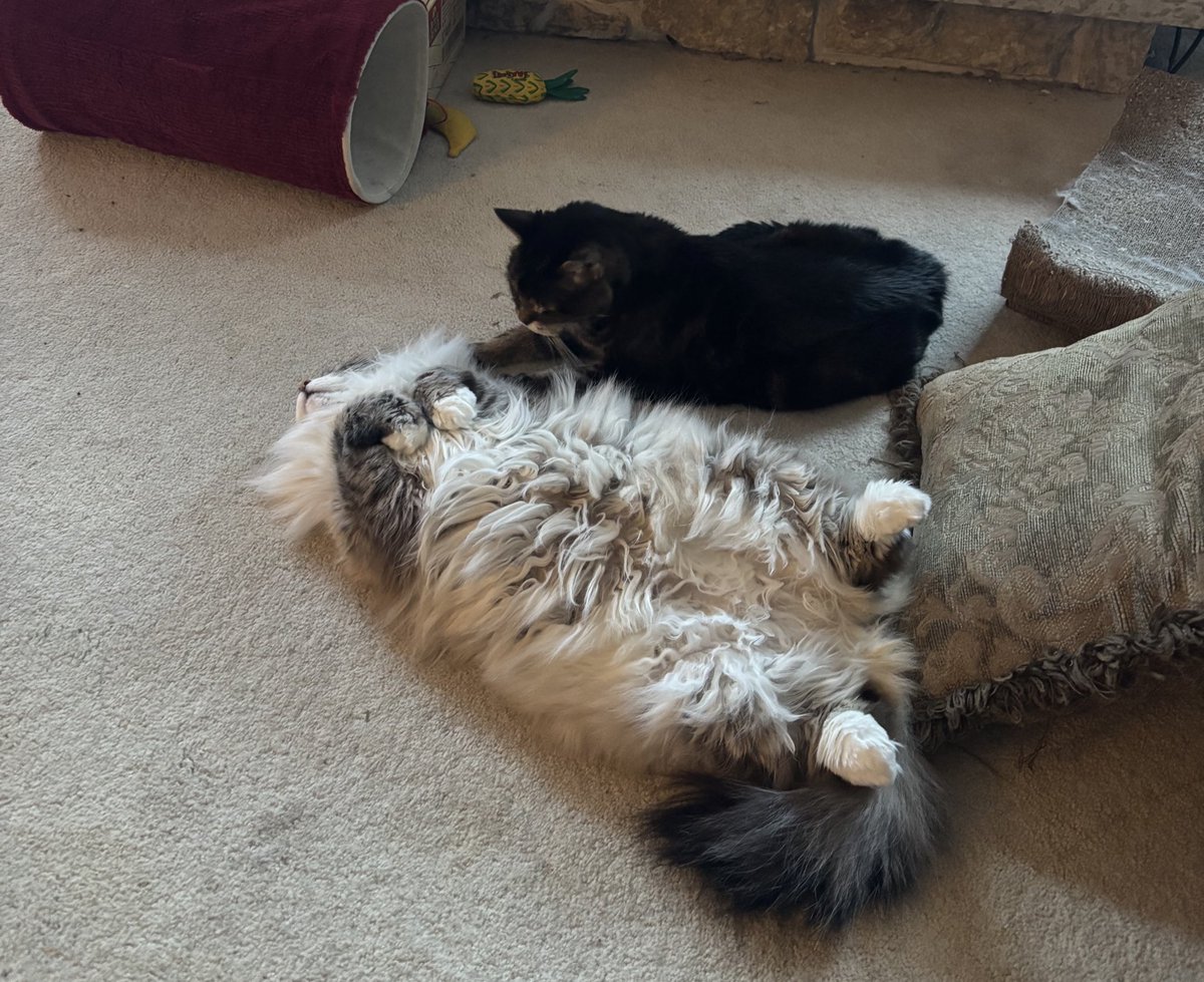 Life on the Prairies with Blue🌻🌻🌻 tweet media